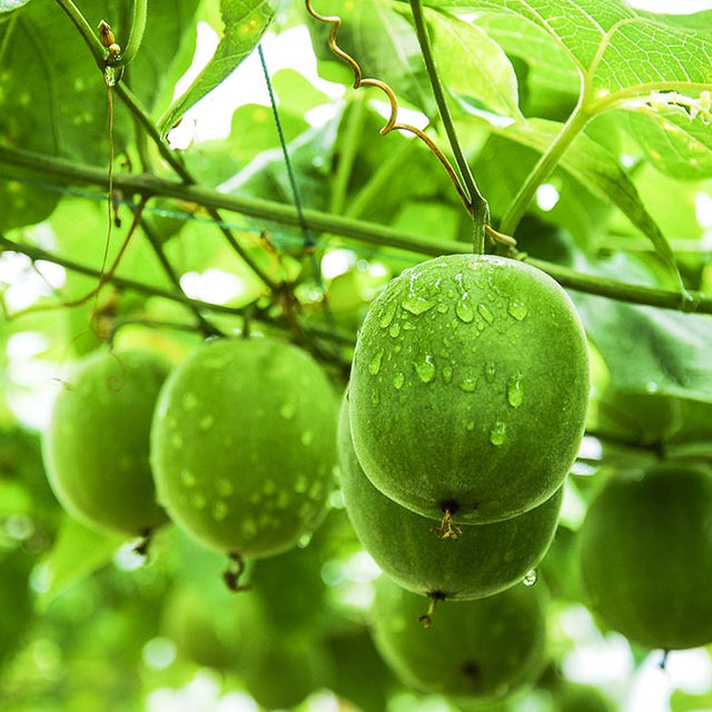 Why ChocZero Will Never Use Erythritol: The New Standard in Sugar Free Sweet